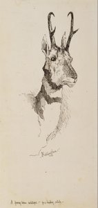 Un antilope pronghorn - Frederic Remington